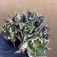 2026年最新】レッドキャットウィーズルの人気アイテム - メルカリ