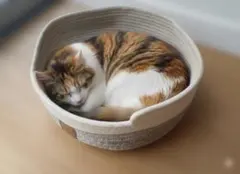 Item thumbnail for item 94a723f0-f906-4d3d-bb0c-60b1ecf99a88