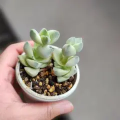 白鳳 大苗 抜き 多肉植物 - メルカリ