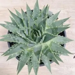 ［現品］【希少】49番 アロエ　ポリフェラ　6号　観葉植物　レア　室内　多肉植物のサムネイル