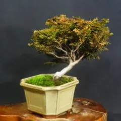 清姫モミジ 風情ある箒仕立て持込の小品盆栽 樹高22cm(地際から16cm)10