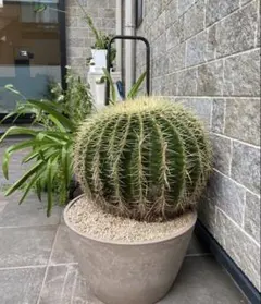 킨샤치 선인장 종
