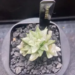 2025年最新】ハオルチア 氷砂糖の人気アイテム - メルカリ