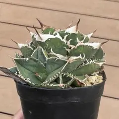 2026年最新】チタノタ ブツブツの人気アイテム - メルカリ