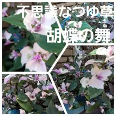 あつみ様 リクエスト 2点 まとめ商品