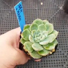 おらいさん苗　そわそわxラウイ　青札 おらいさん青札ざわわ交配コレクション | ブログ版