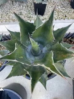 2026年最新】フェロックスグリーンゴブレットの人気アイテム - メルカリ