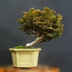 樹高6㎝ 津山ヒノキ 檜 豆 ミニ 小品 盆栽 真柏 黒松 五葉松 杉 - メルカリ