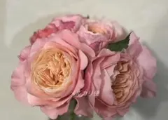 ❀ご購入前にコメントお願い致します❀　バラ　苗　s　小苗