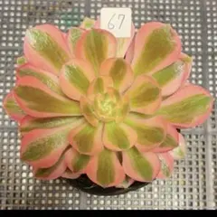 51#多肉植物アエオニウム錦❤️ 海仙❤️1大頭 10cm拨き苗 - メルカリ