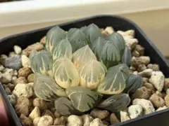 月*夜様 水中月錦 ② ハオルチア オブツーサ錦