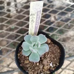 カイネ様 リクエスト 2点 まとめ商品