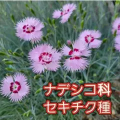 多年草ナデシコ科　セキチク種のサムネイル