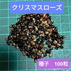 2026年最新】クリスマスローズ 種の人気アイテム - メルカリ
