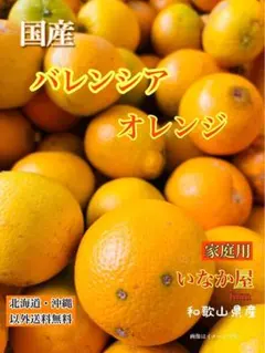 バレンシアオレンジ　オレンジ　4キロ 柑橘　フルーツ　果実　みかん　傷あり　国産のサムネイル