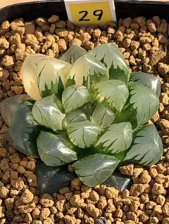ハオルチア　水中月