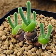 可愛い　多肉植物　モニラニア　オブコニカ　ウサギミミ　小苗　3頭　抜き苗　1株のサムネイル