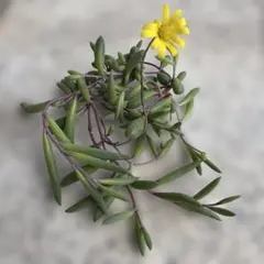 ❤︎多肉植物　ルビーネックレス　カット苗❤︎