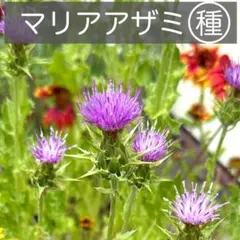 ノアザミのタネ】10粒 種子 種 野草 花 在来種 あざみ 薊 山野草