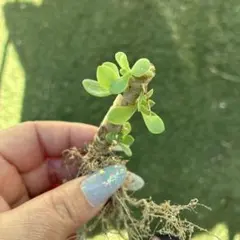 七福神抜き苗のサムネイル