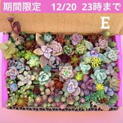 多肉植物　カット苗　詰め合わせ　寄せ植えセット　エケベリア　セダム　箱いっぱいE