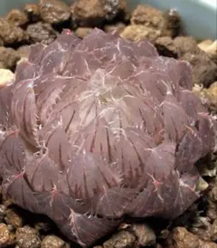 多肉植物　ハオルチア　翠雲錦　紫肌　糊斑