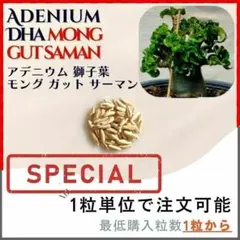 【種子】アデニウム 獅子葉 MGS /セット割あり数量1粒から購入OKのサムネイル