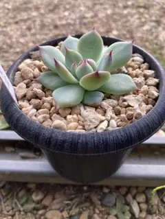 2025年最新】中里リンゼアナの人気アイテム - メルカリ