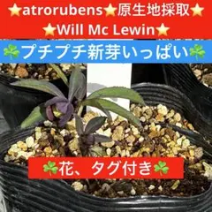 2026年最新】フラワー・ガーデニングの人気アイテム - メルカリ