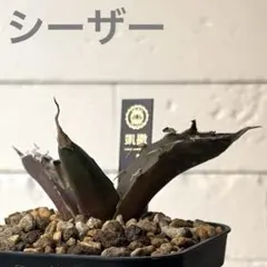 2025年最新】アガベ シーザーの人気アイテム - メルカリ