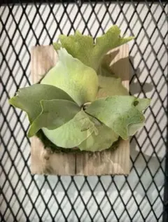 2026年最新】willinckii cloudの人気アイテム - メルカリ