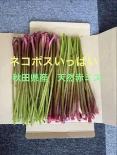 秋田県産　天然ミズ　赤ミズ　6月12日発送のサムネイル