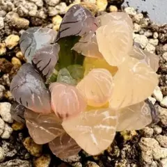 は*し様 多肉植物 ハオルチア OB-1紫オブツーサ錦 極上斑 高透感