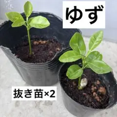 マネッティア苗 - メルカリ