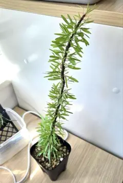 2026年最新】プルプシーの人気アイテム - メルカリ