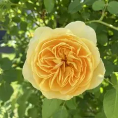 tomomoto様　ご確認用　薔薇 グラハムトーマス　挿し穂　３本