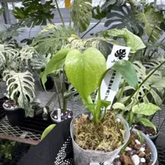 7【未命名選抜系統】Monstera Deliciosa 兄弟株参考あり - メルカリ
