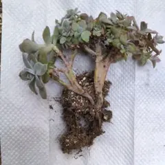 quark様 リクエスト 2点 まとめ商品