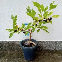 ぽんぽこぽにー様 リクエスト 2点 まとめ商品