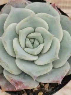 ♣ゆうぴの様 リクエスト 3点 まとめ商品