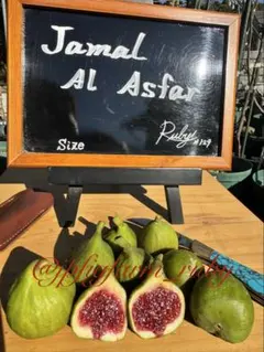 たけとんぼ様 リクエスト 2点 まとめ商品