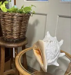 存在感バツグン！巨大型巻き貝トウカムリ貝 千年貝 オブジェ長30cm重さ2.8㎏ 存在感バツグン！巨大型巻き貝トウカムリ貝 千年貝 オブジェ長