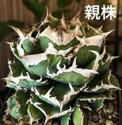 LIZE産　清櫻　クイーン　アガベ チタノタ 観葉植物 子株付き アガベ チタノタ 子株 観葉植物 LIZE産 清櫻 クイーン - メルカリ