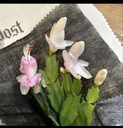 デンマークサボテンカクタス　カット挿し穂2種6枚 ユキウサギ とセントレアモモコ