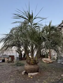 【格安引き取り限定販売】ココスヤシ ヤシ科の植物 約4メートル 格安引き取り限定販売】ココスヤシ ヤシ科の植物 約4メートル