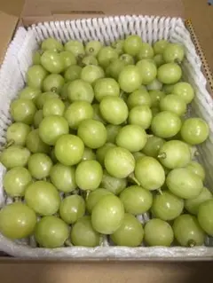 数量限定タイムセール11時まで岡山県産シャインマスカット粒　優品〜訳ありのサムネイル