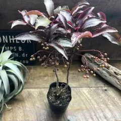 elly様 リクエスト 5点 まとめ商品