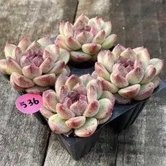 2026年最新】多肉植物エケベリアセットの人気アイテム - メルカリ