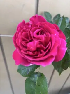 週末すセール！入手困難！大輪超強香！超強健！真っ赤なカップ咲き