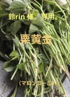 石狩のみらい畑＋おつまみ珍味様。専用。 栗黄金（マロンゴールド）苗150本。 2026年最新】マロンゴールド栗黄金苗の人気アイテム - メルカリ